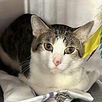 adopt a pet