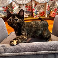 adopt-pet