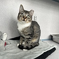 ALFIE - Domestic Shorthair available for adoption