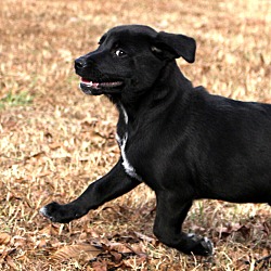Thumbnail photo of Black Jack~adopted! #4