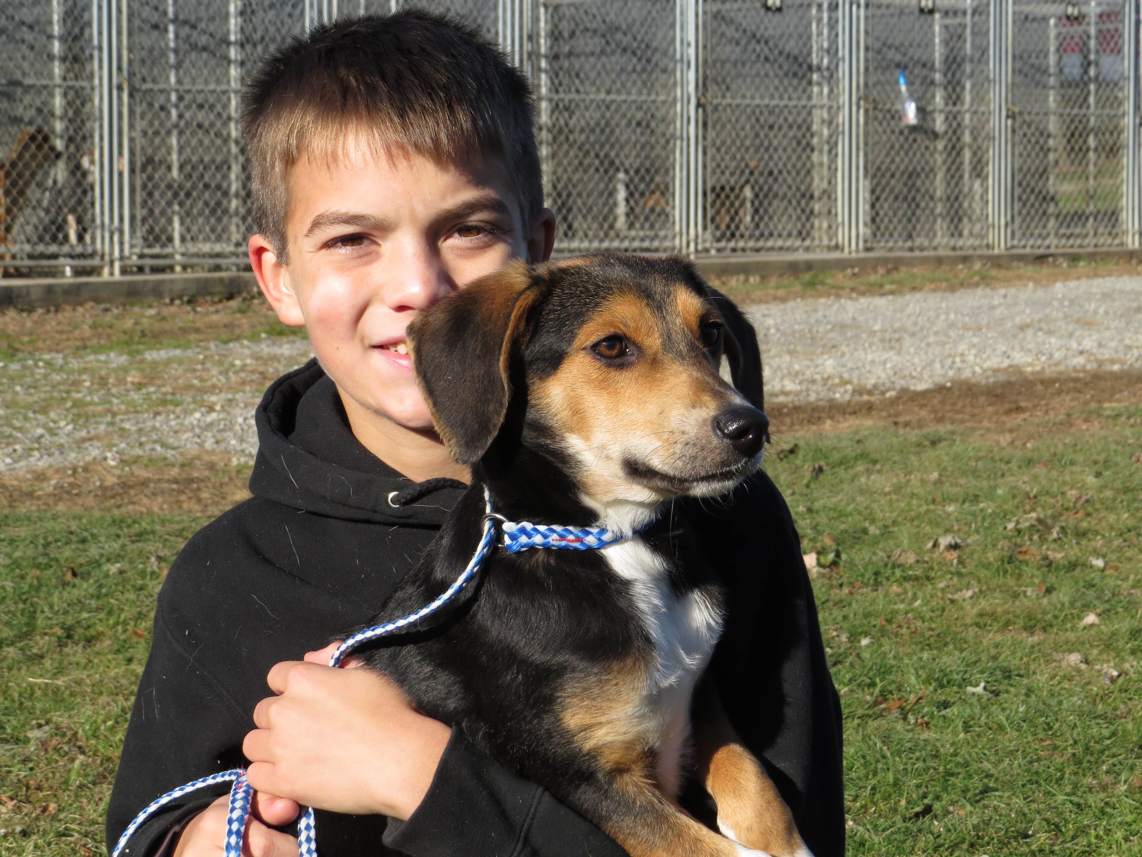 Unionville Pa Beagle Meet Beagle Lab Mix M A Pet For Adoption