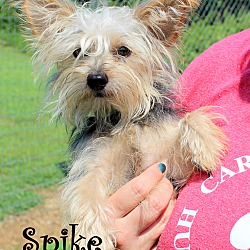 Thumbnail photo of Spike~adopted! #2