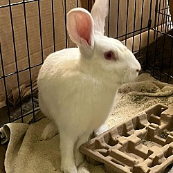 Photo of Blanca (fostered in Omaha)