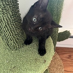 Photo of Bronx (little black panther)