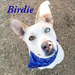 Thumbnail photo of Birdie #1