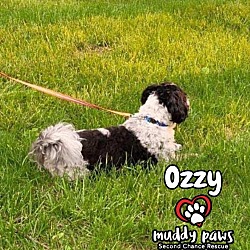 Thumbnail photo of Ozzy #2