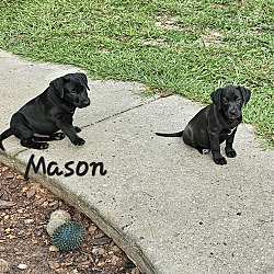 Thumbnail photo of Mason #1