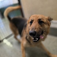 adopt a pet