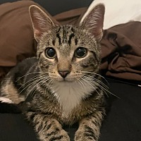adopt-pet