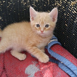 Thumbnail photo of Squeekers--adopted!! #2