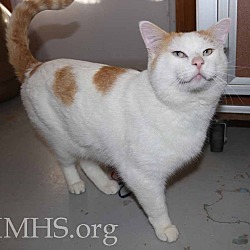 Colorpoint Shorthair Kittens For Sale In Denver Colorado