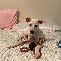 adopt a pet