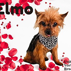 Photo of Elmo