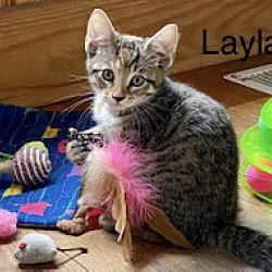 Thumbnail photo of Layla (T2) #3
