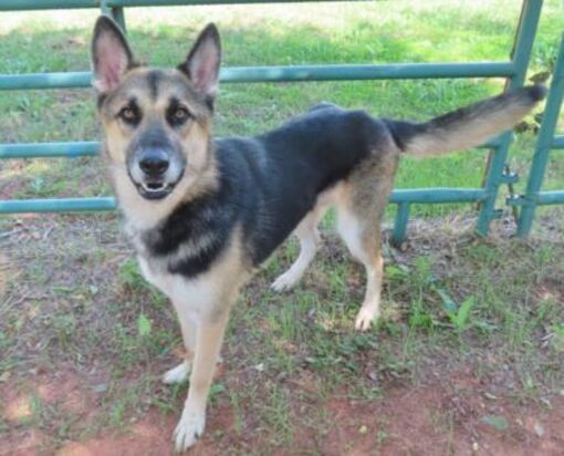 Oklahoma City, Ok - German Shepherd Dog. Meet Titan A Pet For Adoption 