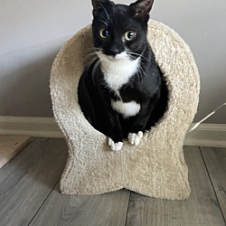 Thumbnail photo of Tuck #2