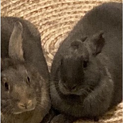 Thumbnail photo of Cocoa and Velvet #2