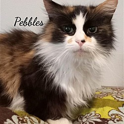 Thumbnail photo of Pebbles #4