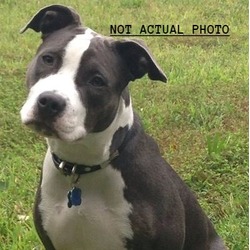 Photo of Jax (In Foster Care)
