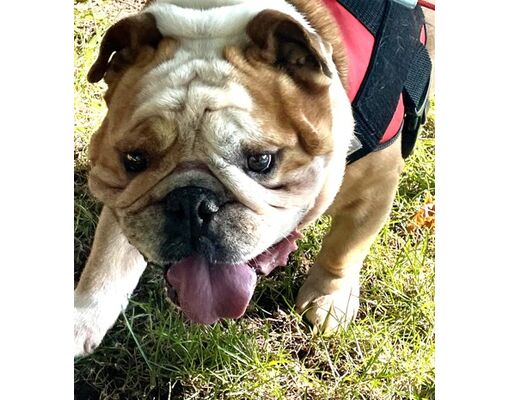 Burlington, WI - English Bulldog/Mixed Breed (Medium). Meet Morty a Pet ...