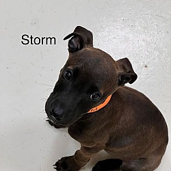 Thumbnail photo of Storm #1