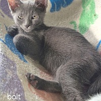 adopt a pet