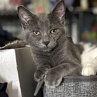 adopt a pet