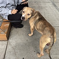 adopt a pet