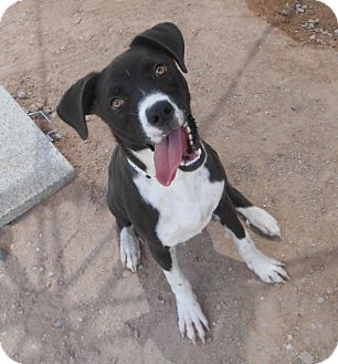 Chandler Az Labrador Retriever Meet Sebastian A Pet For Adoption