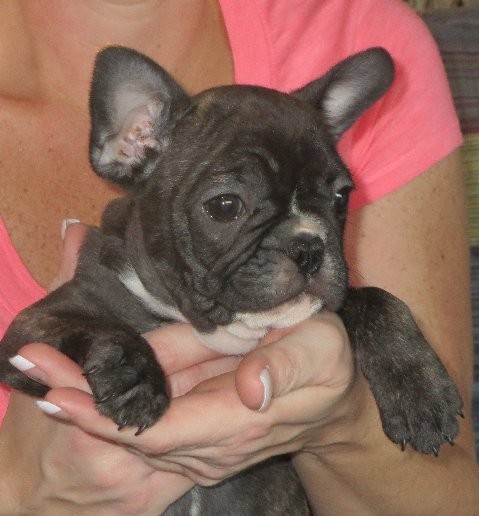 Westport Ct French Bulldog Meet Wilson A Pet For Adoption Adoptapet Com