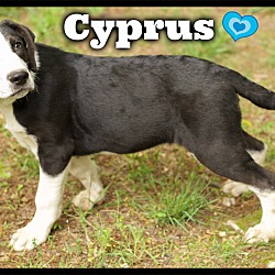 Thumbnail photo of Cyprus (pom-dc) #2