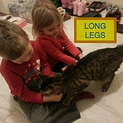 Thumbnail photo of Long Legs-adopted 12-23-17 #3