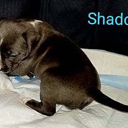 Thumbnail photo of Shadow #4