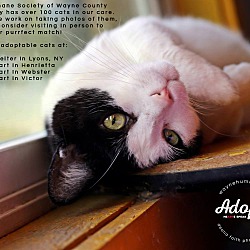 Photo of Cats, cats, cats!