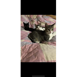 Photo of URGENT 2 WEEKS LEFT Kittens 2 fem 1 male