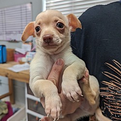 Thumbnail photo of Hoarder mom 2's pup C: Fuzzbert #3