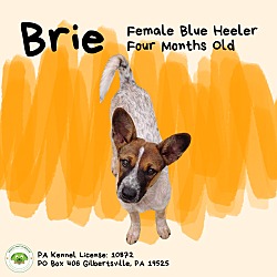 Thumbnail photo of Brie #1