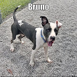 Thumbnail photo of Bruno ( Foster Care ) #1