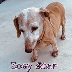 Thumbnail photo of Zoey Star #4