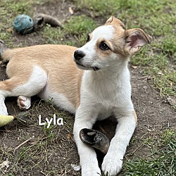 Thumbnail photo of Lyla #4