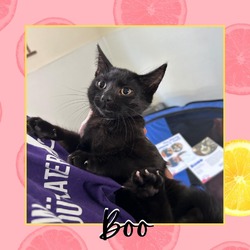 Thumbnail photo of Boo #2