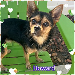 Thumbnail photo of Howard #1