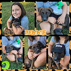 Thumbnail photo of Bennie #1