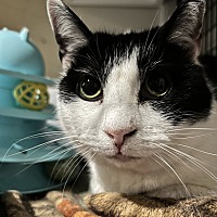 adopt a pet