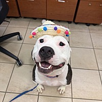 adopt a pet