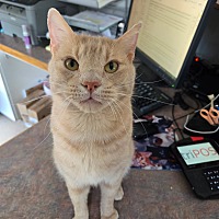 adopt a pet