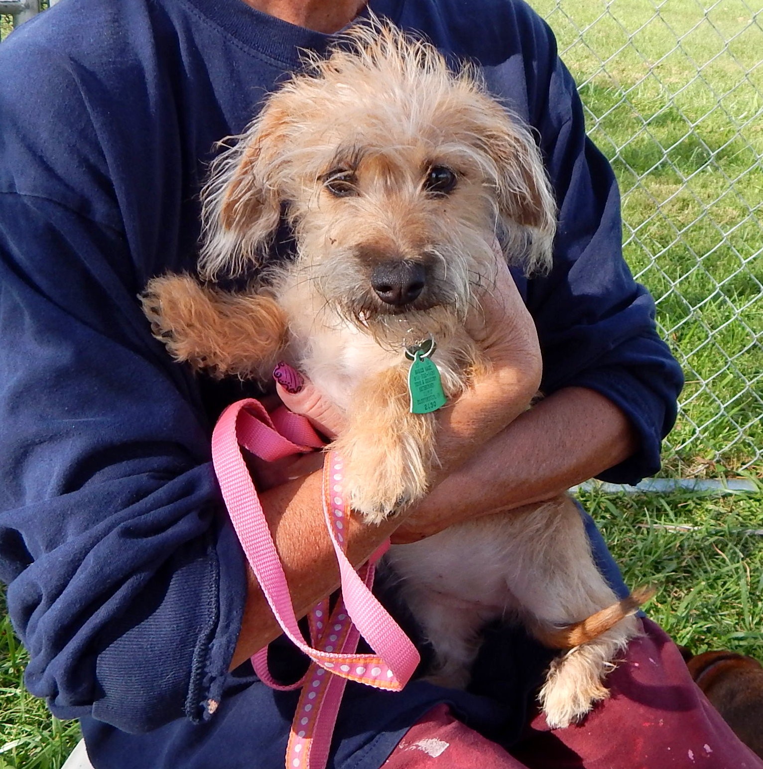 Indianapolis In Norfolk Terrier Meet Tandy A Pet For Adoption Adoptapet Com