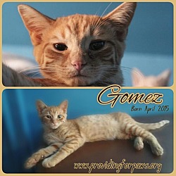 Thumbnail photo of Gomez - Pending #3