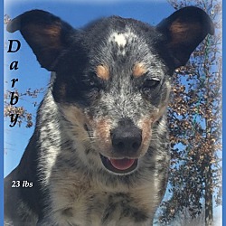 Thumbnail photo of Darby-Very Sweet Dog! #1