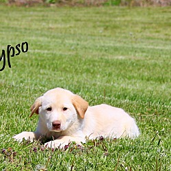 Thumbnail photo of Calypso~adopted! #3